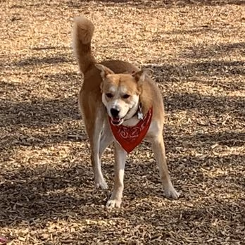 Ann D. L'Heureux Memorial Dog Park photo 1